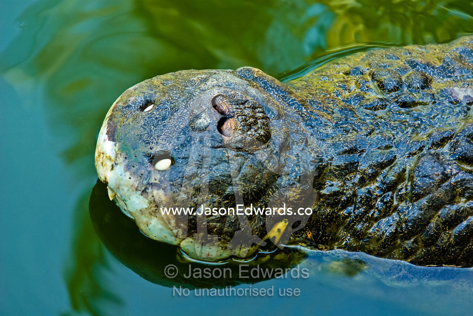 Scaled nostrils and huge teeth on the snout of a Saltwater Crocodile. Crocodylus Park, Darwin, Northern Territory, Australia