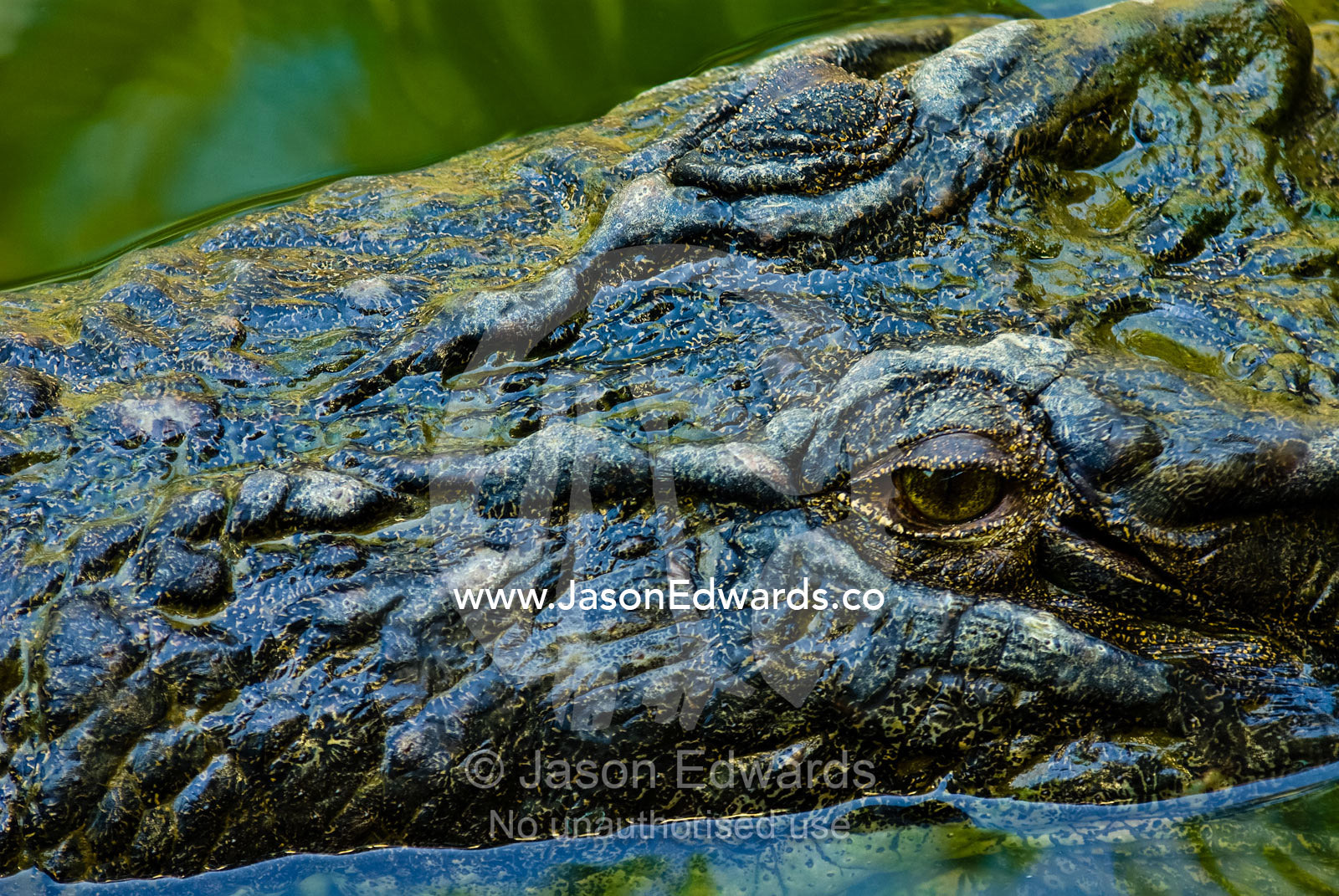 A scaled and armoured head and eye of a submerged Saltwater Crocodile. Crocodylus Park, Darwin, Northern Territory, Australia
