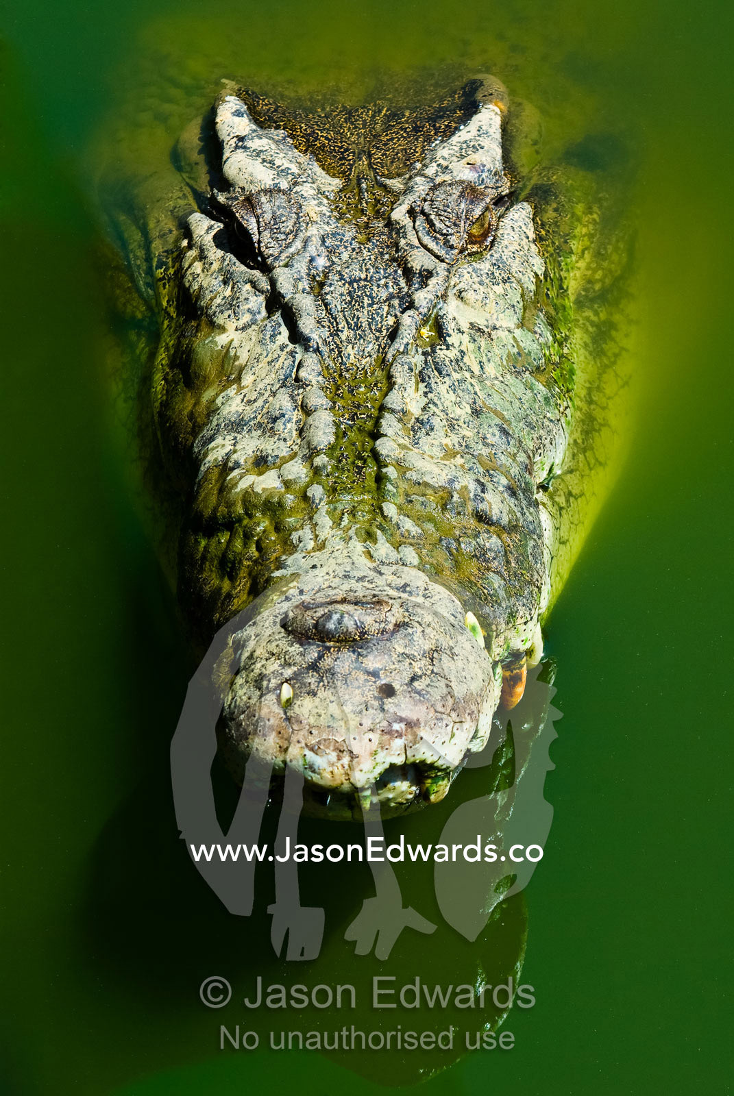 A menacing scaled and armored head of a stalking Saltwater Crocodile. Crocodylus Park, Darwin, Northern Territory, Australia