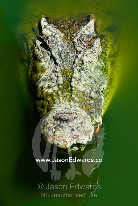 A menacing scaled and armored head of a stalking Saltwater Crocodile. Crocodylus Park, Darwin, Northern Territory, Australia