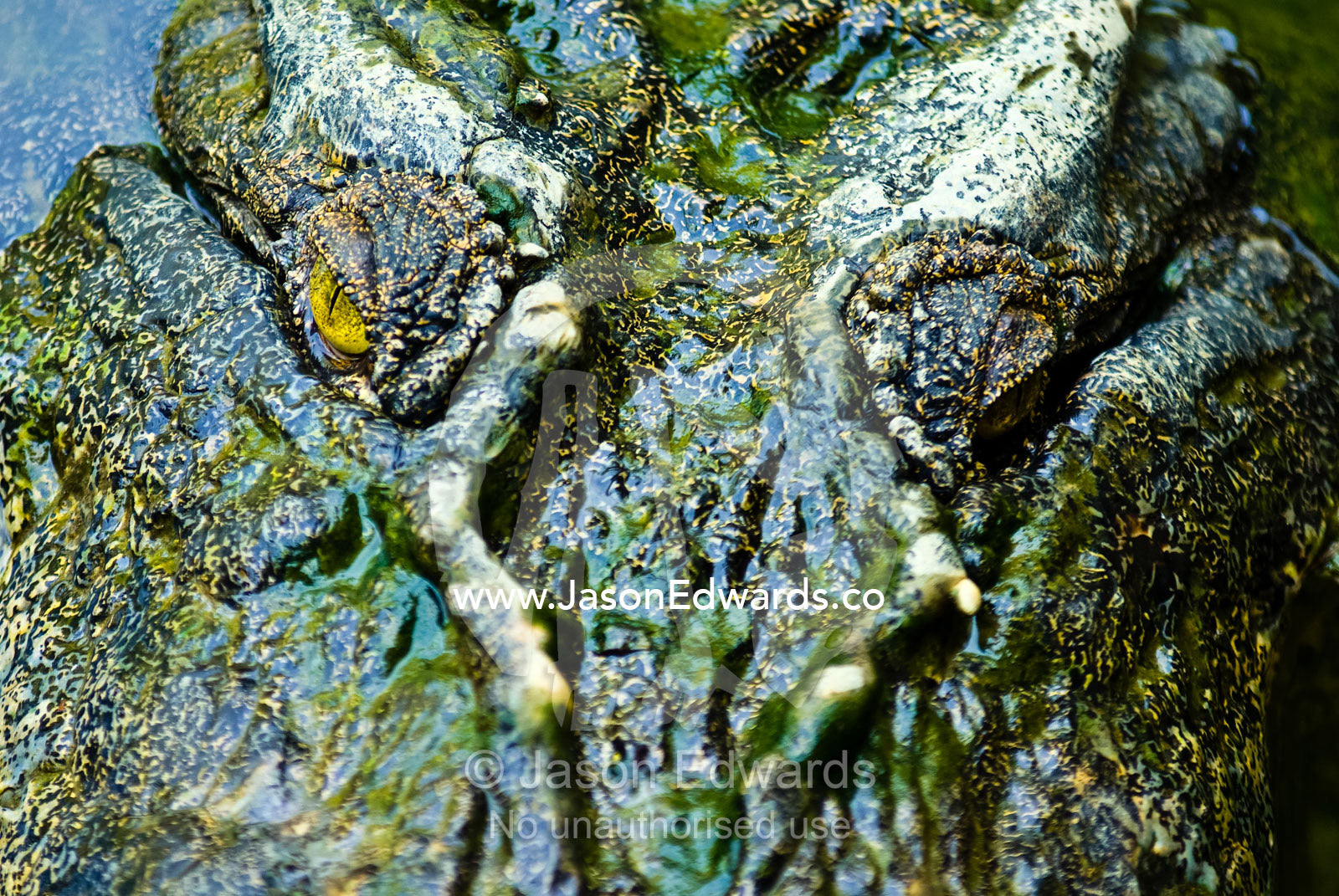 Menacing eyes and prehistoric head of a stalking Saltwater Crocodile. Crocodylus Park, Darwin, Northern Territory, Australia