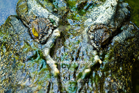 Menacing eyes and prehistoric head of a stalking Saltwater Crocodile. Crocodylus Park, Darwin, Northern Territory, Australia