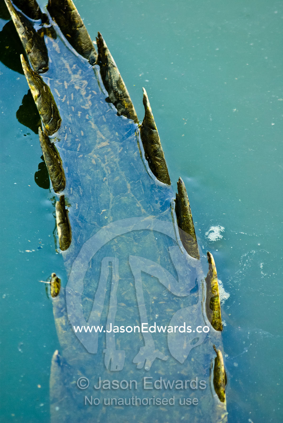 The heavily scaled and pointy scutes on a Saltwater Crocodile tail. Crocodylus Park, Darwin, Northern Territory, Australia