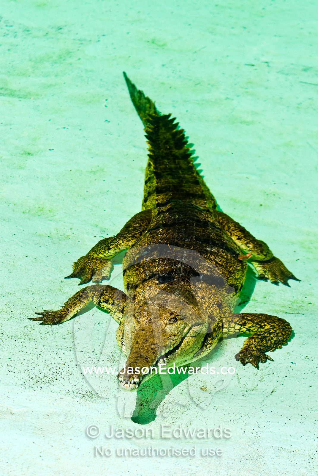 A Freshwater Crocodile sun basks in the shallows of an artificial pool Crocodylus Park, Darwin, Northern Territory, Australia