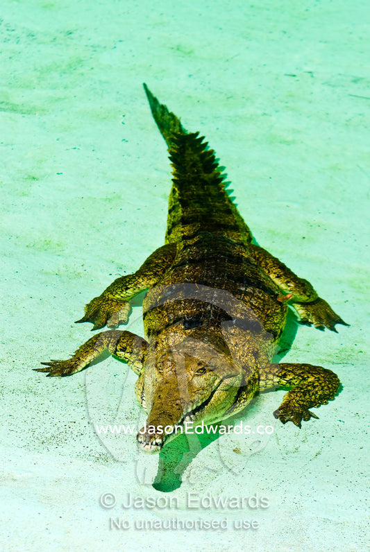 A Freshwater Crocodile sun basks in the shallows of an artificial pool Crocodylus Park, Darwin, Northern Territory, Australia
