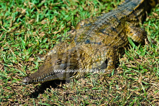 A scaled Freshwater Crocodile basks in the sun on an embankment. Crocodylus Park, Darwin, Northern Territory, Australia