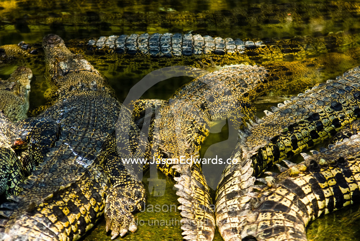 Leathery scaled backs and tails of Saltwater Crocodiles sun basking. Crocodylus Park, Darwin, Northern Territory, Australia