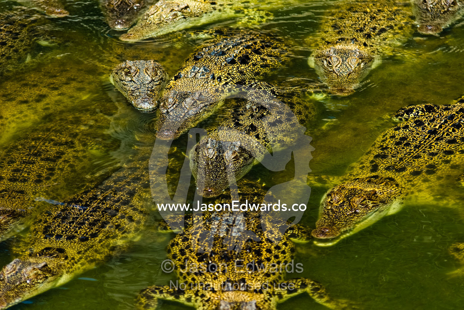 A float of Saltwater Crocodiles sun basking on the waters surface. Crocodylus Park, Darwin, Northern Territory, Australia