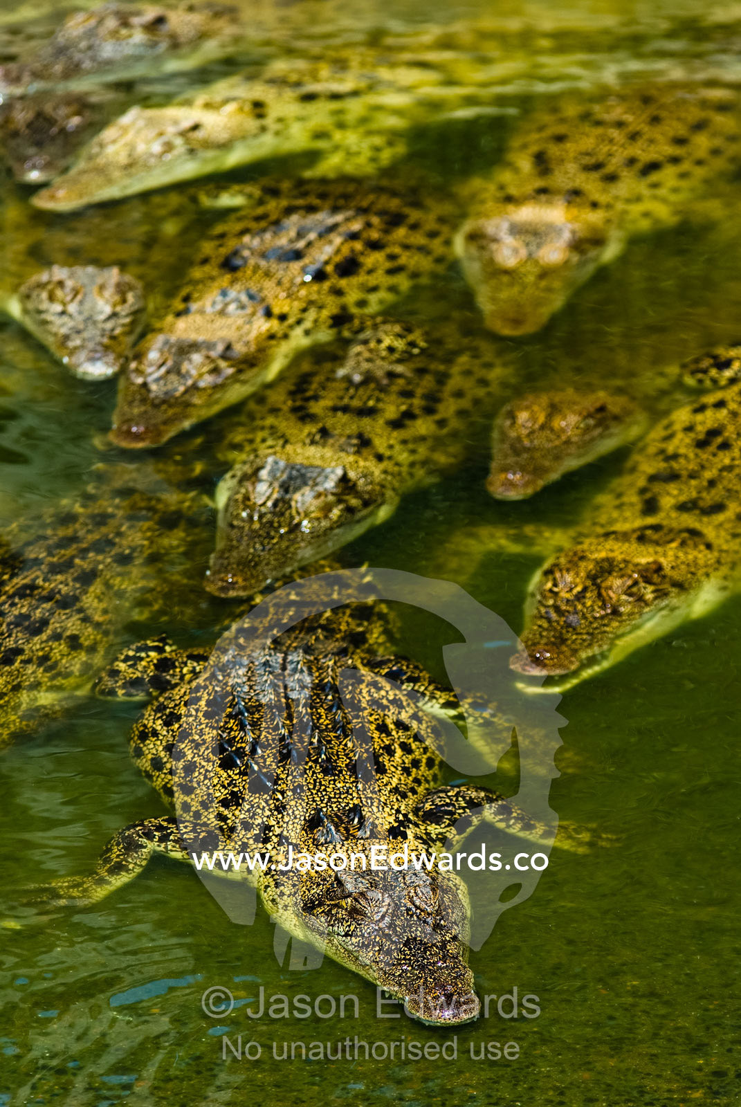 A float of Saltwater Crocodiles sun basking on the waters surface. Crocodylus Park, Darwin, Northern Territory, Australia