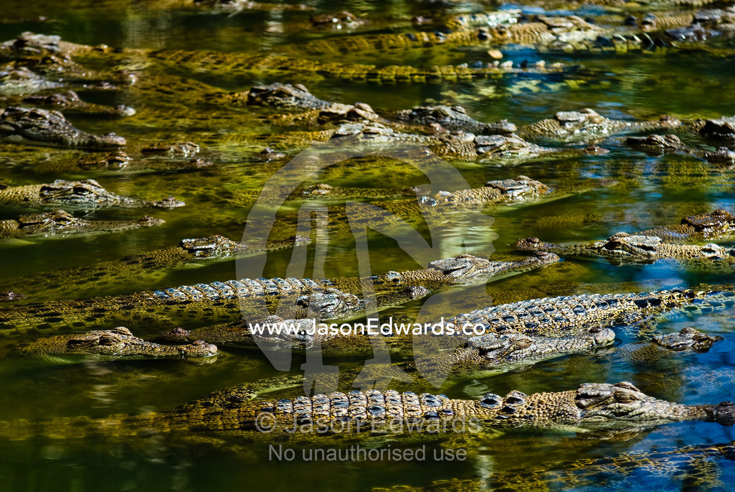 A float of Saltwater Crocodiles sun basking on the waters surface. Crocodylus Park, Darwin, Northern Territory, Australia