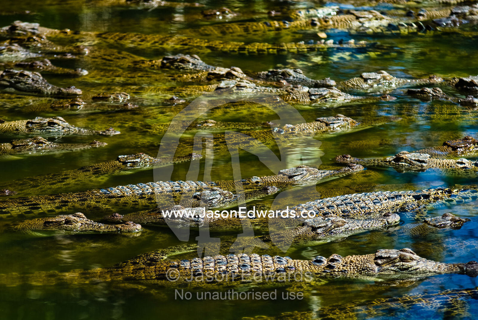 A float of Saltwater Crocodiles sun basking on the waters surface. Crocodylus Park, Darwin, Northern Territory, Australia