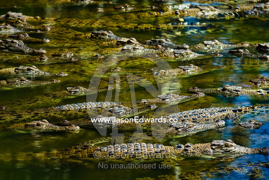 A float of Saltwater Crocodiles sun basking on the waters surface. Crocodylus Park, Darwin, Northern Territory, Australia