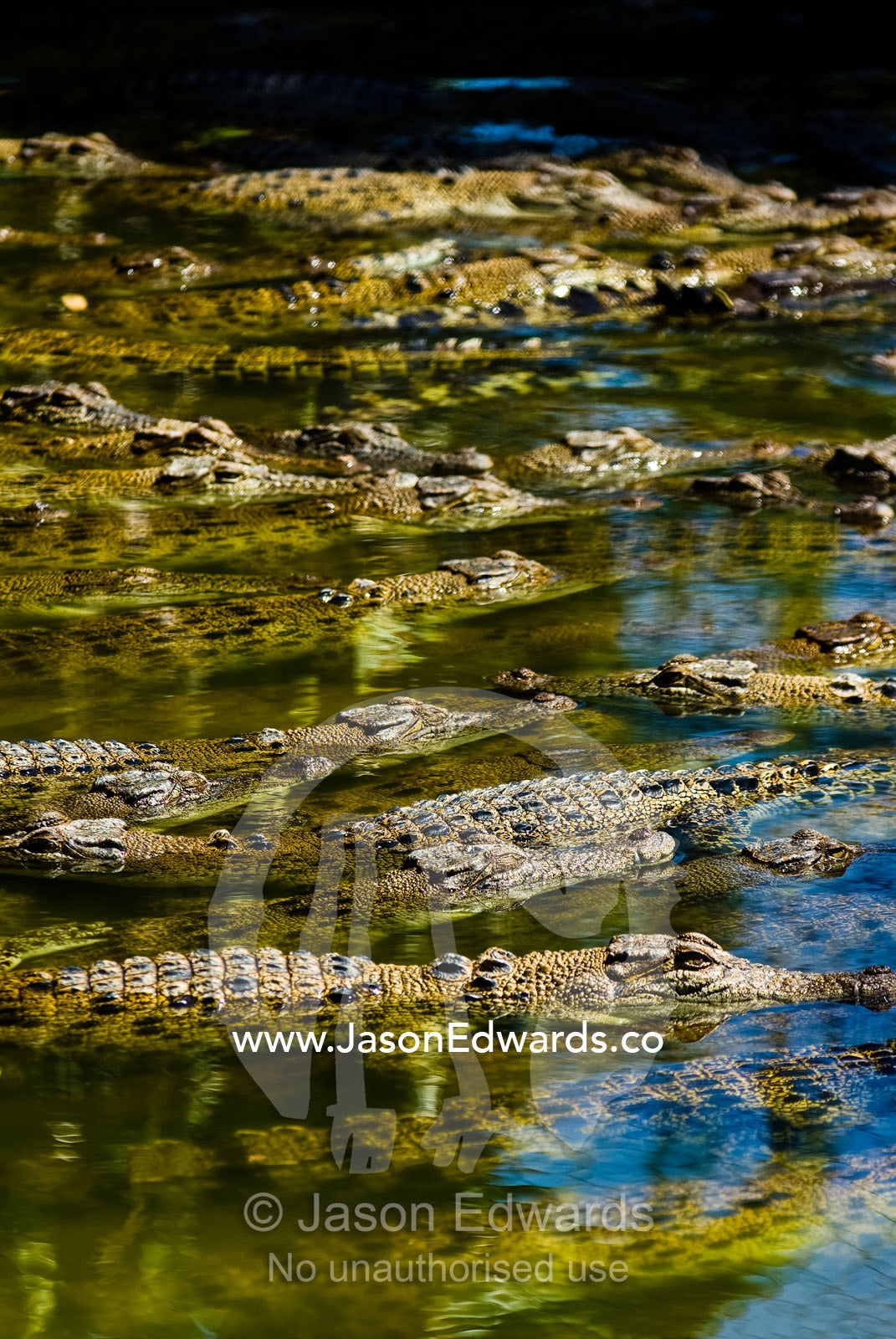 A float of Saltwater Crocodiles sun basking on the waters surface. Crocodylus Park, Darwin, Northern Territory, Australia