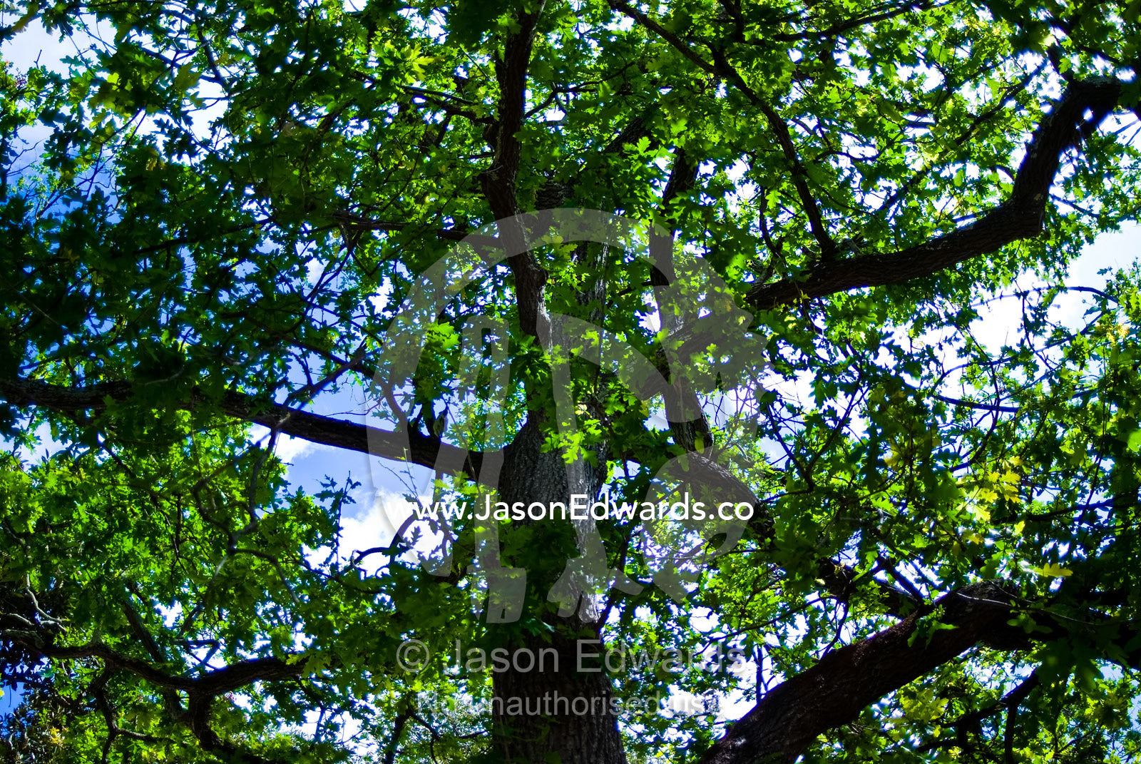 Dappled sunlight filters through the green canopy of large Oak Tree. Malvern East, Victoria, Australia