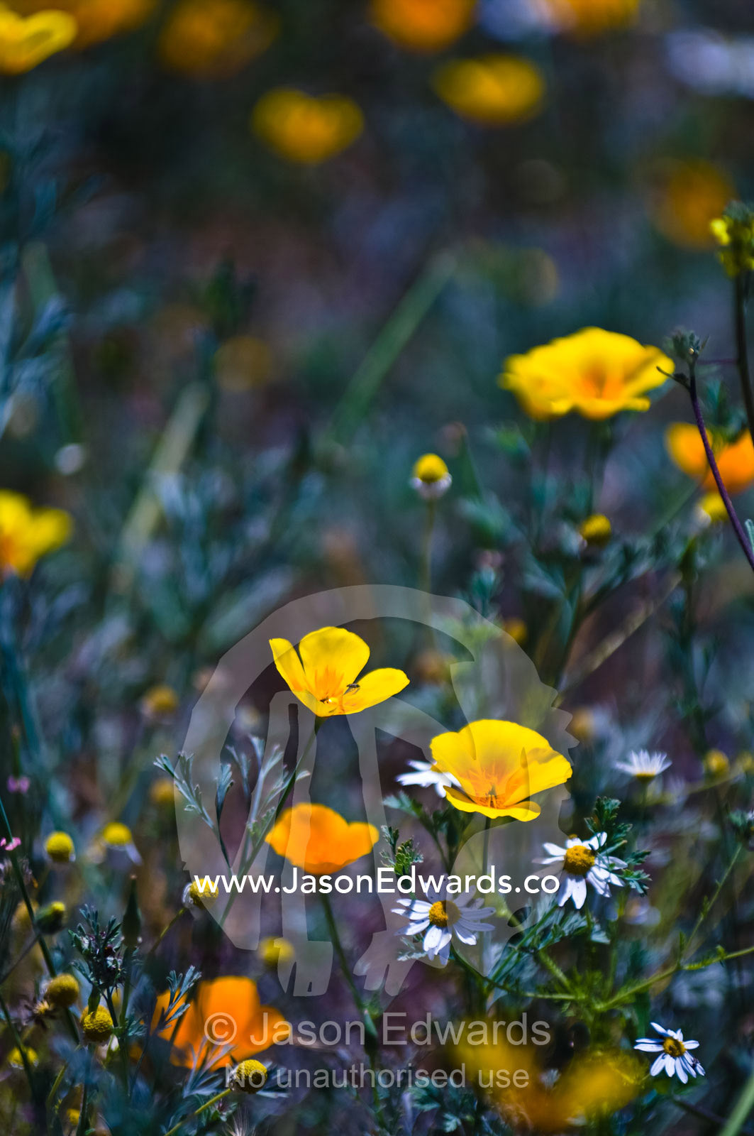 The delicate yellow alpine flower Flores Amarillas on a mountainside. Santa Maria de Manquehue, Santiago, Chile