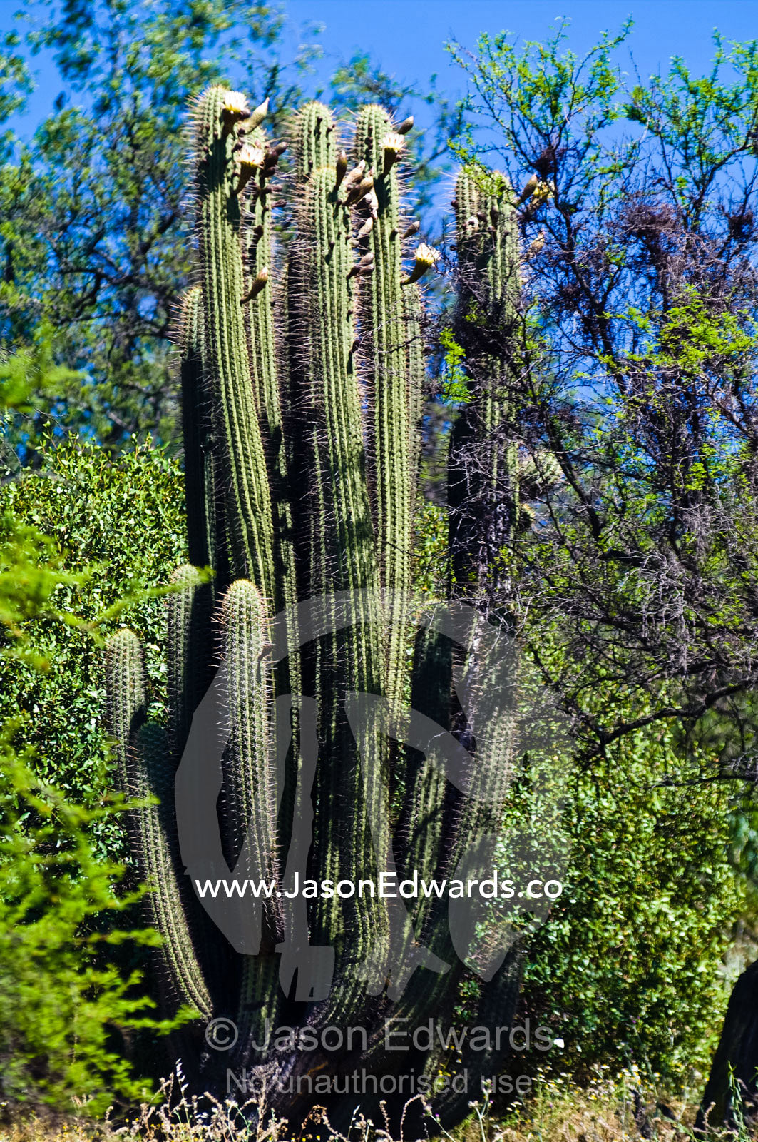 The prickly cactus Echinopsis chiloensis growing on a mountainside. Santa Maria de Manquehue, Santiago, Chile