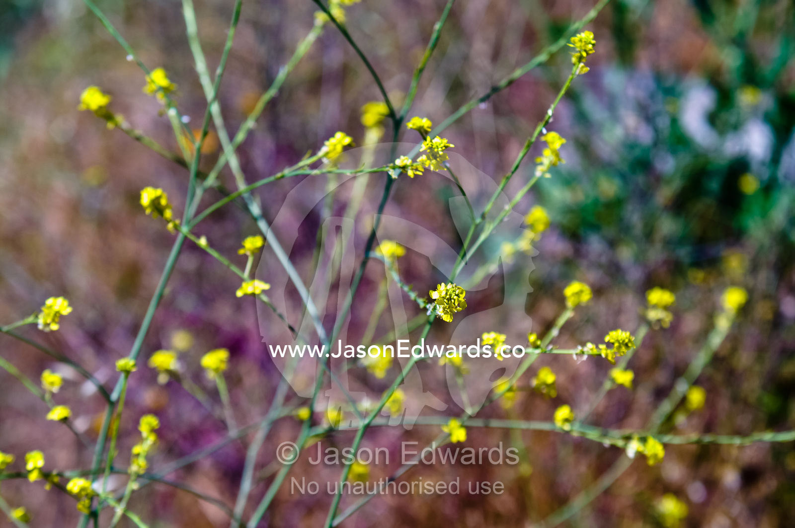 Delicate yellow alpine wildflowers decorate the ends of long stems. Santa Maria de Manquehue, Santiago, Chile