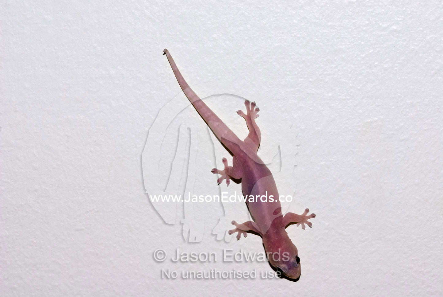 An Asian House Gecko climbs and clings to a white bathroom wall. Batchelor, Northern Territory, Australia