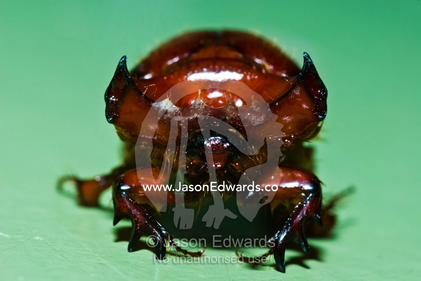 Looking eye to eye with the armoured exoskeleton of a beetle. near Litchfield National Park, Northern Territory, Australia