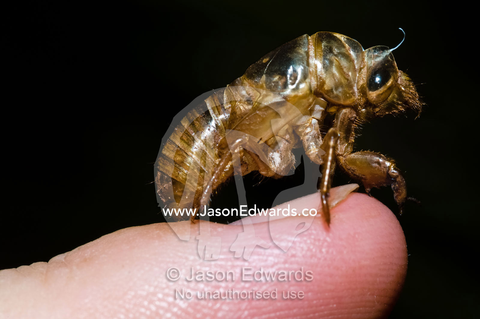 The transparent exoskeleton of a cicada nymph on a fingertip. near Litchfield National Park, Northern Territory, Australia