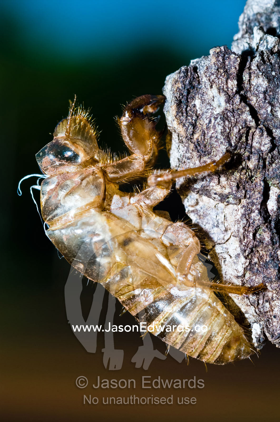 The transparent exoskeleton of a cicada nymph on a tree trunk. Batchelor, Northern Territory, Australia
