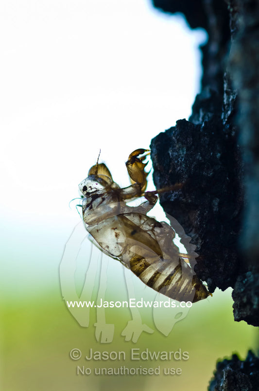 The transparent exoskeleton of a cicada nymph on a tree trunk. Batchelor, Northern Territory, Australia