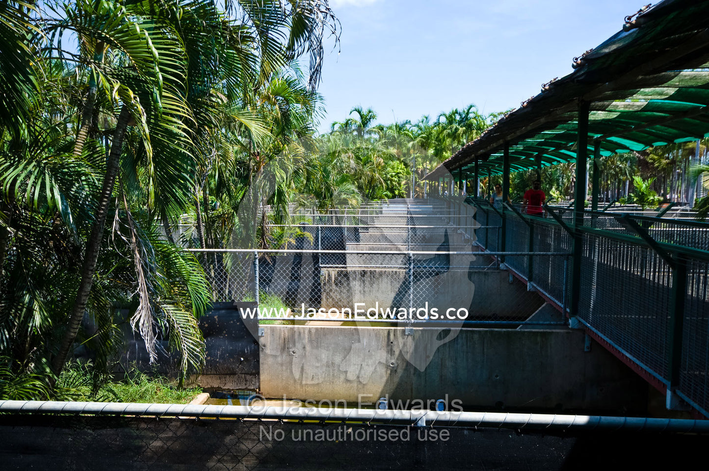 Concrete pens house Saltwater Crocodiles in a captive breeding program Crocodylus Park, Darwin, Northern Territory, Australia