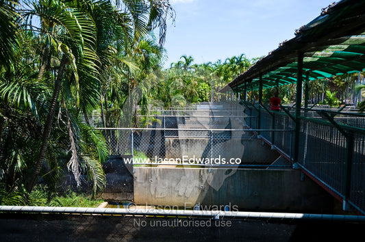 Concrete pens house Saltwater Crocodiles in a captive breeding program Crocodylus Park, Darwin, Northern Territory, Australia