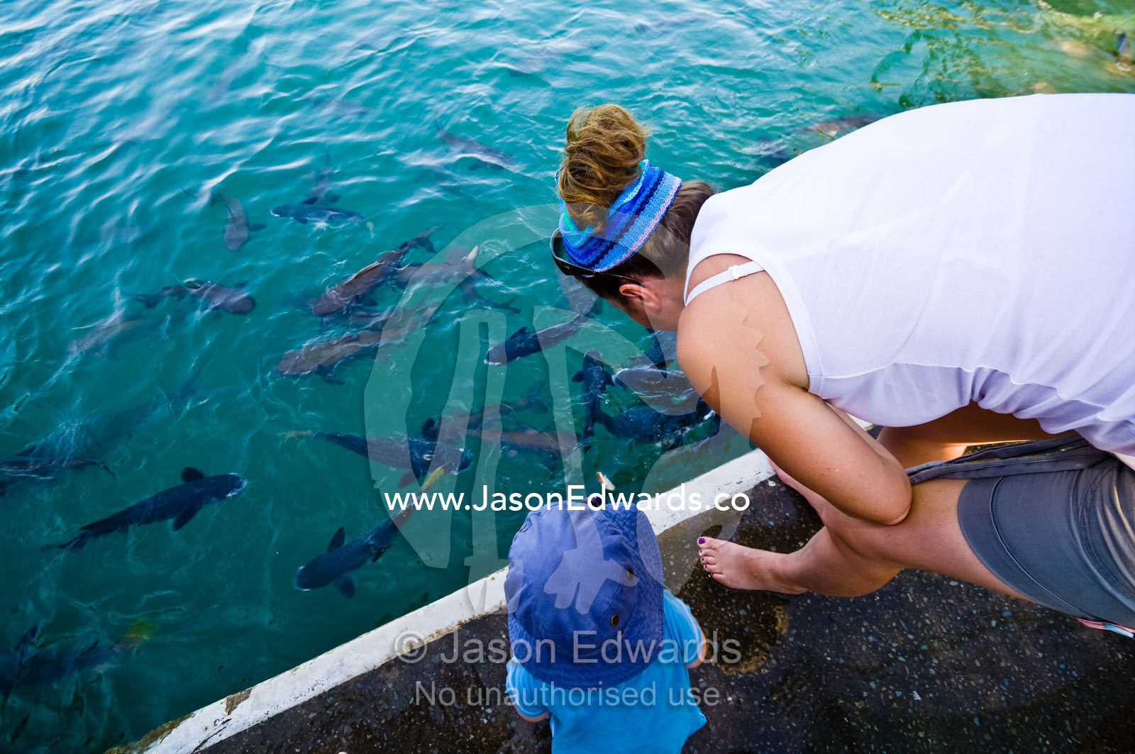 A mother and son feed Diamond-scale Mullet from a viewing platform. Aquascene, Doctors Gully, Darwin, Northern Territory, Australia