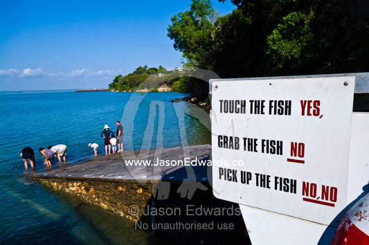 A warning sign advises tourists how to behave when feeding fish. Aquascene, Doctors Gully, Darwin, Northern Territory, Australia