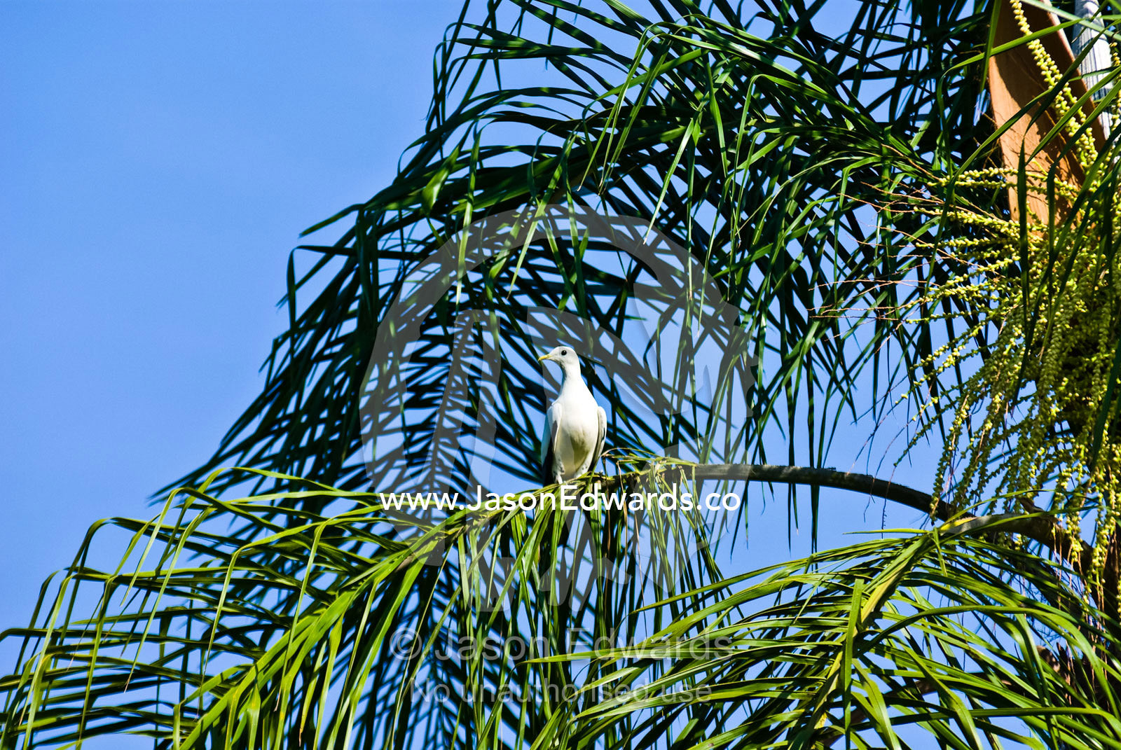A Torresian Imperial Pigeon alights on a palm frond in the tropics. Darwin, Northern Territory, Australia