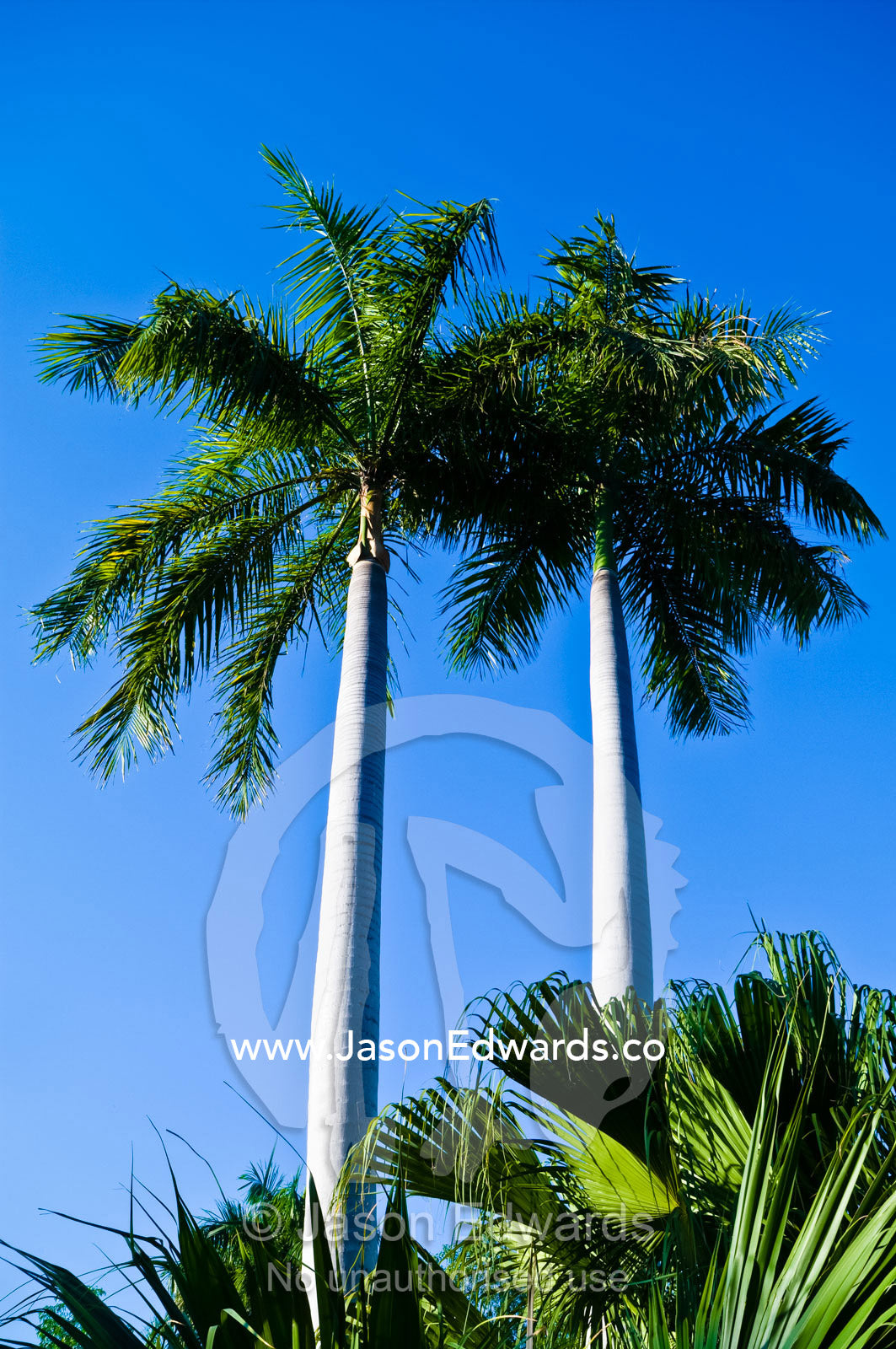 Two enormous white-trunked palm trees growing in a resort garden. Kakadu Lodge and Caravan Park, Kakadu Highway, Northern Territory, Australia