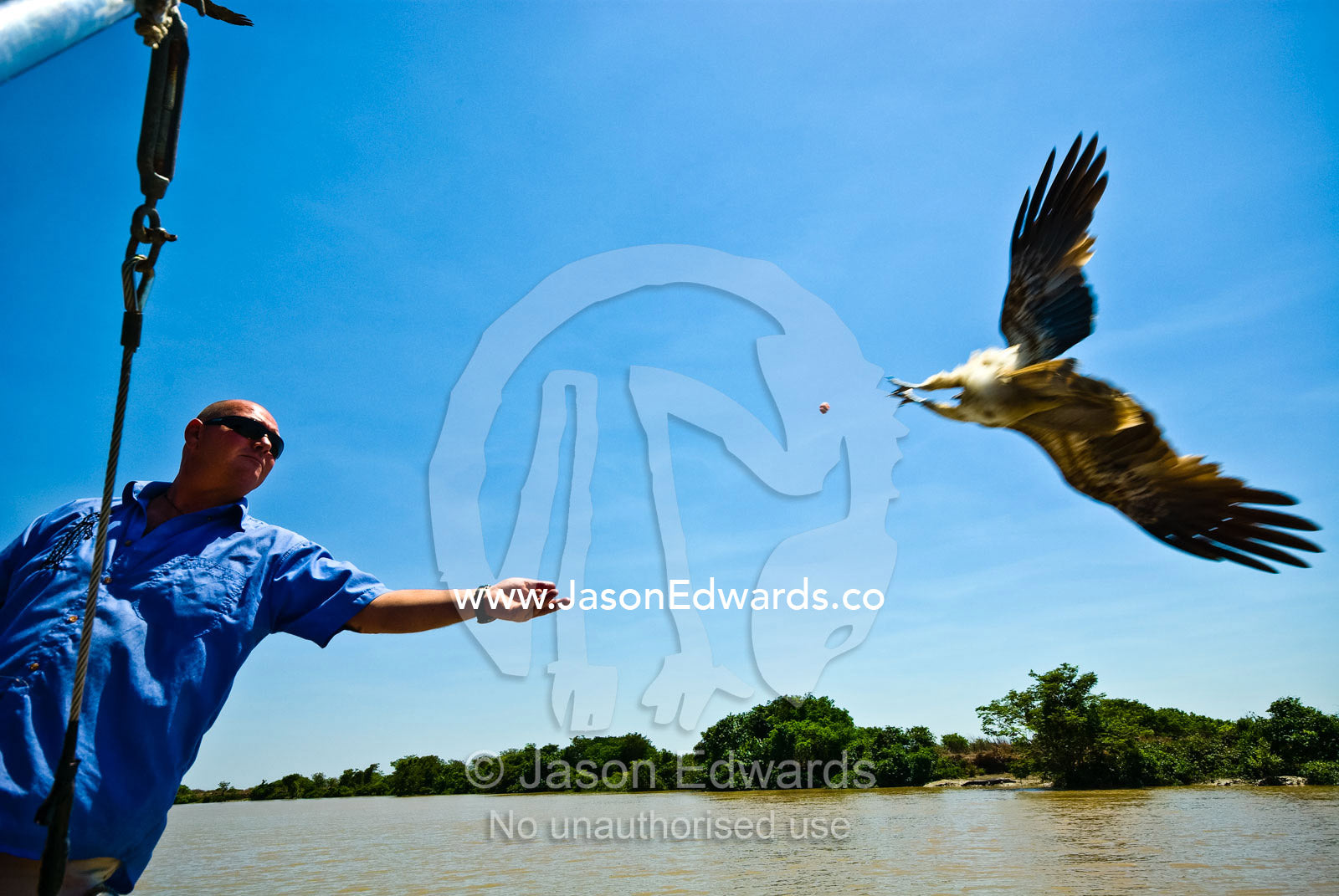 A river cruise operator throws meat into the sky for Whistling Kites. Alligator River, Northern Territory, Australia