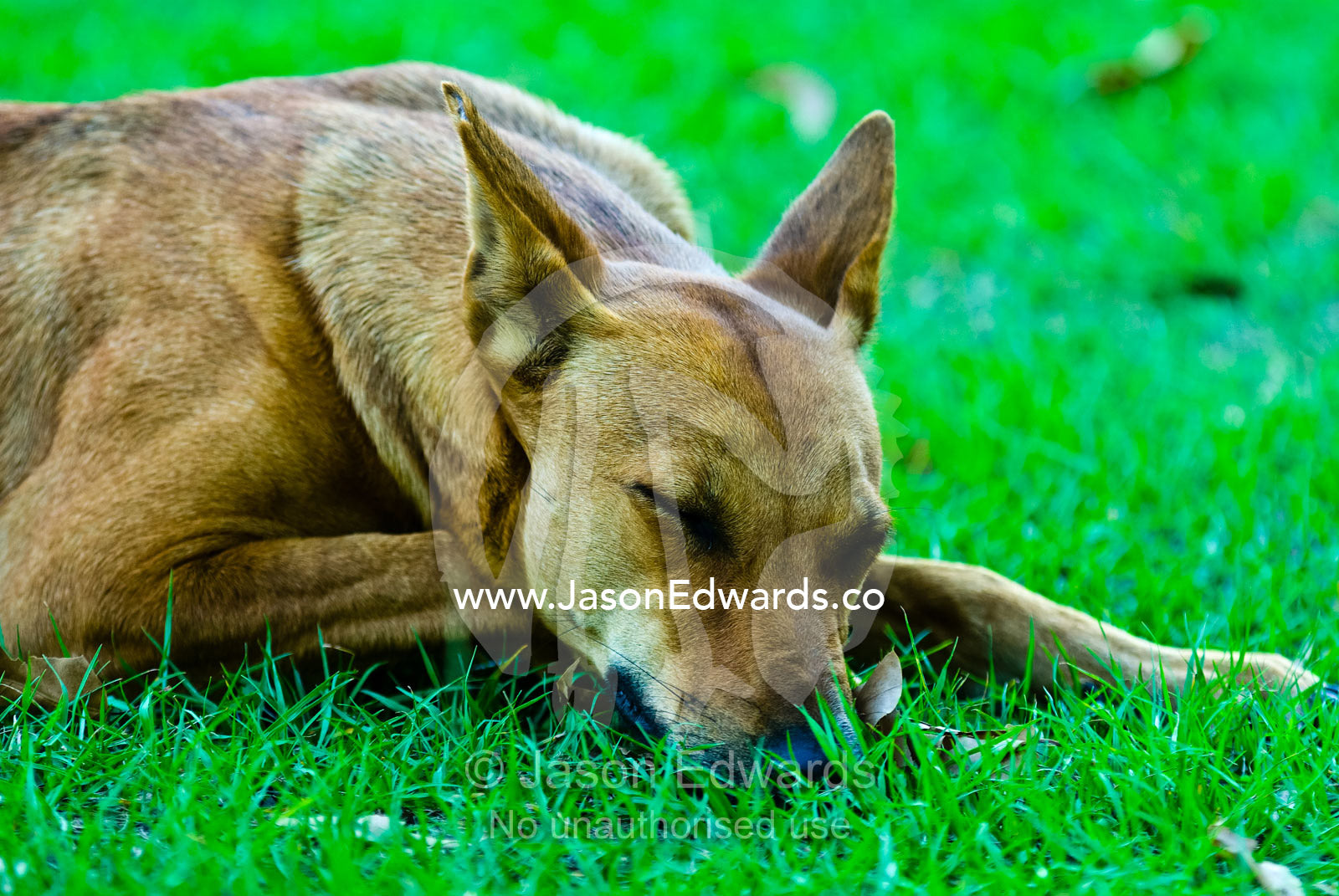 A Dingo sleeps in the shade in a caravan park whilst scrounging food. Kakadu Lodge and Caravan Park, Kakadu Highway, Northern Territory, Australia