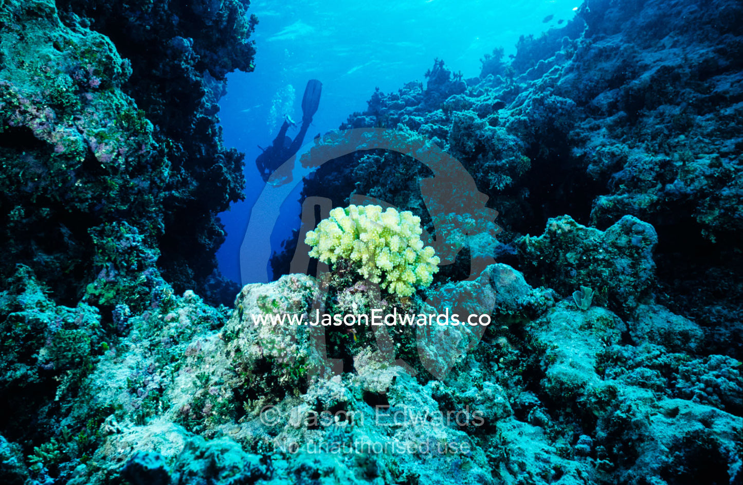 A scuba diver explores corals in an undersea canyon in a tropical reef Coral Sea, Queensland, Australia