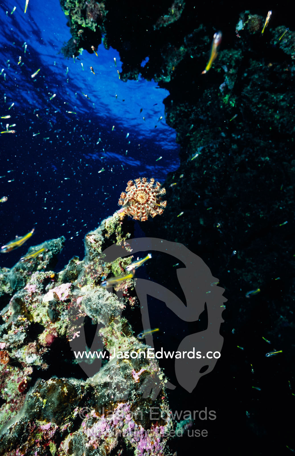 Swarms of baby fish swim in a coral reef nursery where a Crinoid feeds Coral Sea, Queensland, Australia