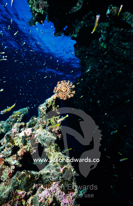 Swarms of baby fish swim in a coral reef nursery where a Crinoid feeds Coral Sea, Queensland, Australia