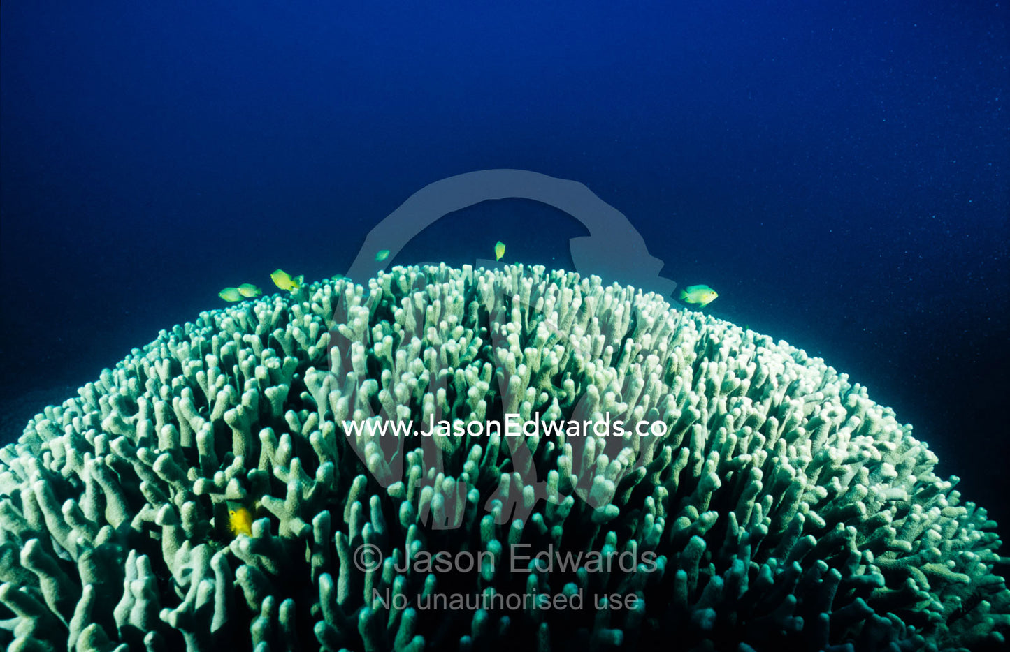 Reef fish live in a stand of branching Stony Coral, Porites cylindrica Coral Sea, Queensland, Australia