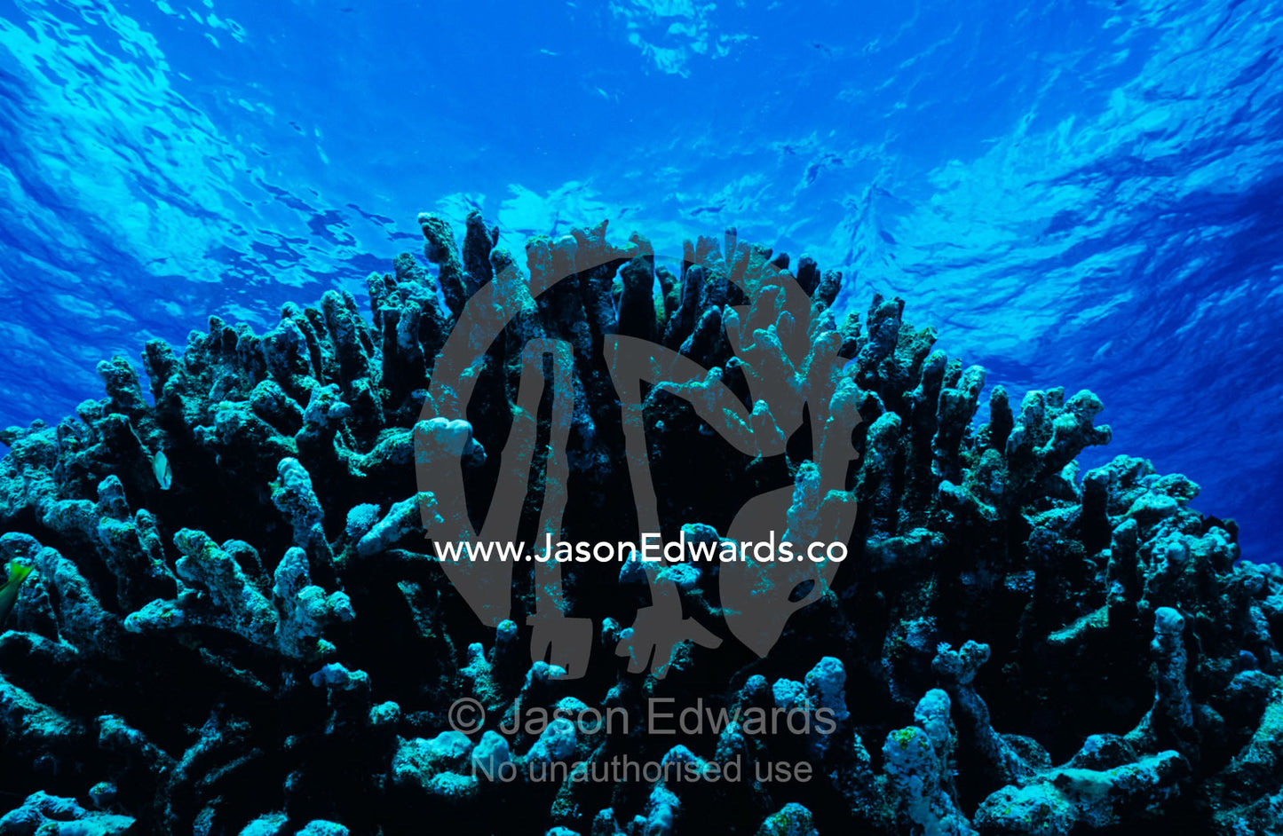 An ancient gnarled stand of branching Knobby Coral, Porites rus. Coral Sea, Queensland, Australia