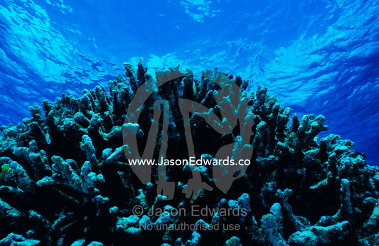 An ancient gnarled stand of branching Knobby Coral, Porites rus. Coral Sea, Queensland, Australia
