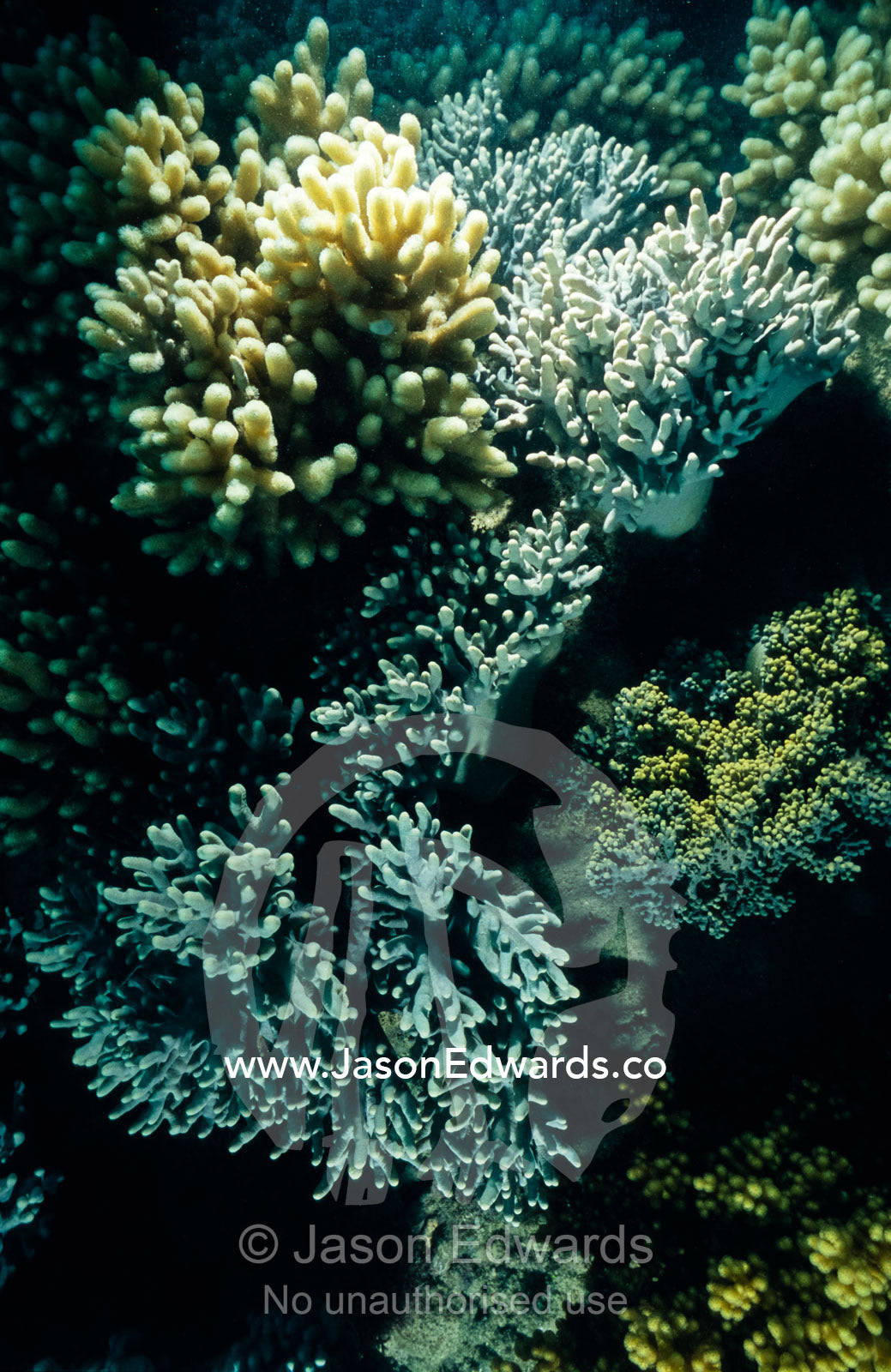 Two fragile Soft Corals, Alcyonacea genera of the Family Alcyoniidae. Coral Sea, Queensland, Australia