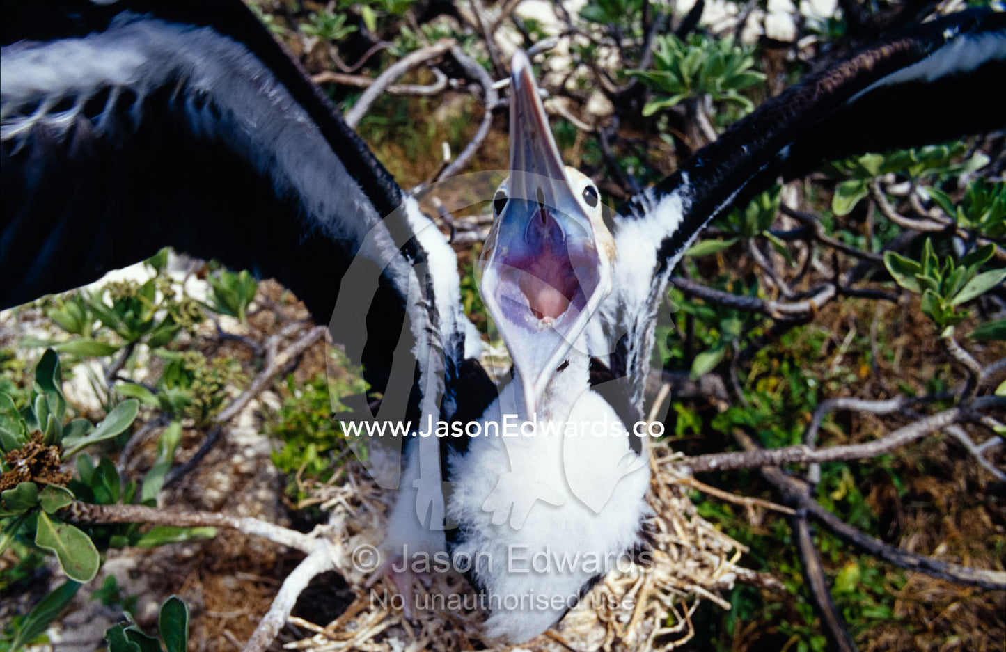 A Great Frigatebird chick in a nest begs for food with it's sharp beak Coringa-Herald National Nature Reserve, Coral Sea Plateau, Queensland, Australia