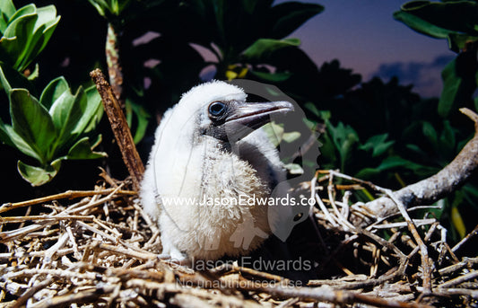 A Red-footed Booby chick waiting on a nest for it's parent to return. Coringa-Herald National Nature Reserve, Coral Sea Plateau, Queensland, Australia