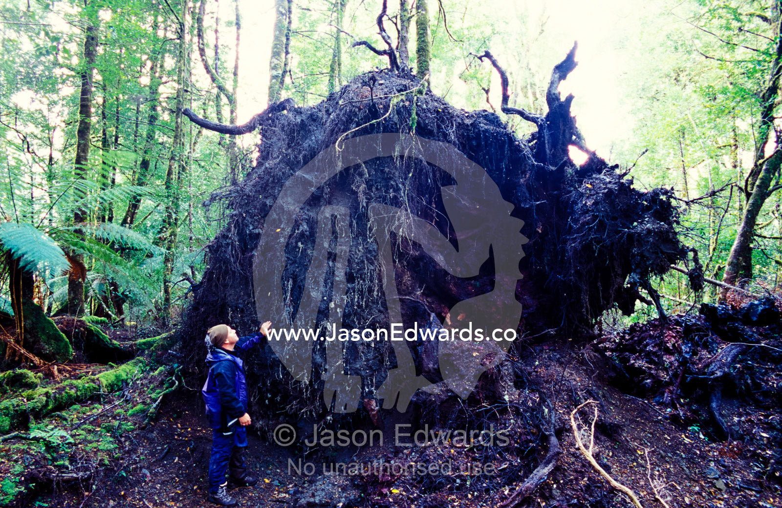 A hiker examines the roots of a fallen rainforest tree after a storm. Tarkine Wilderness Area, Tasmania, Australia