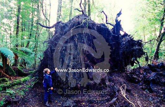 A hiker examines the roots of a fallen rainforest tree after a storm. Tarkine Wilderness Area, Tasmania, Australia