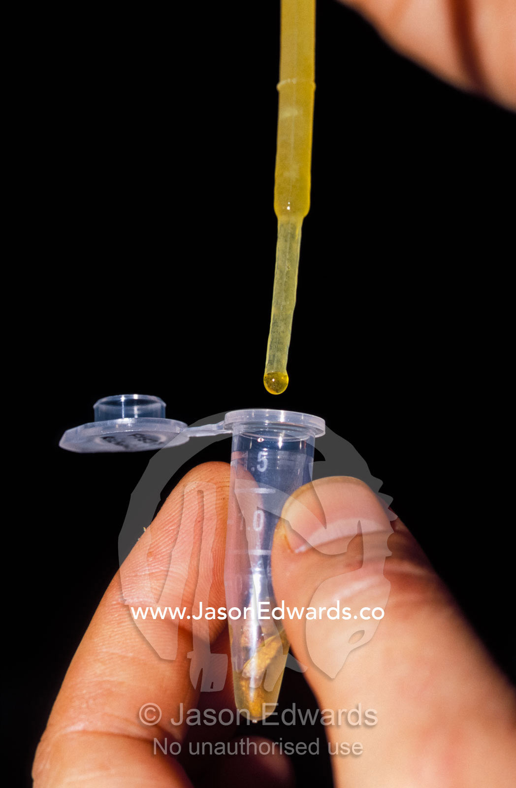 Researchers add preserving solution to a fungi sample for DNA analysis Waratah, Tarkine Wilderness Area, Tasmania, Australia