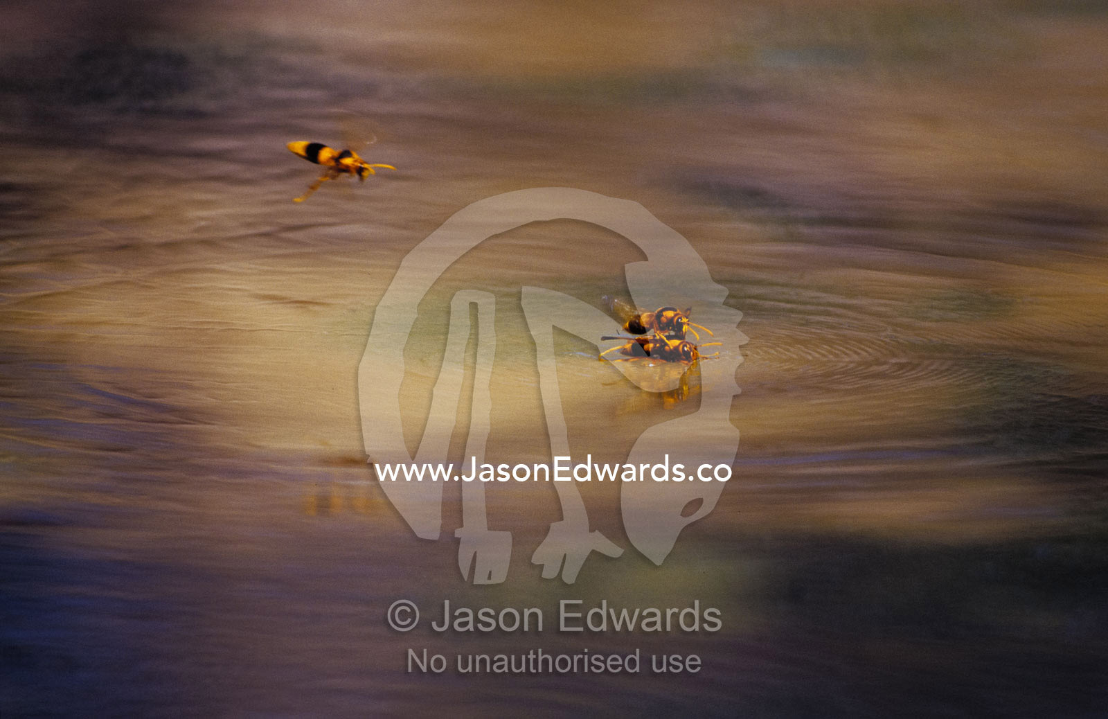 Potter Wasps, Eumenes latreilli mating on a muddy outback billabong. Gulf of Carpentaria, Northern Territory, Australia
