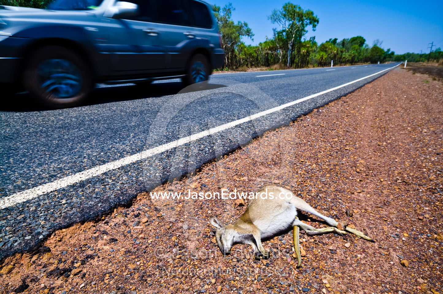 A dead Agile Wallaby killed by a car rests by the roadside and an SUV. Kakadu National Park, Northern Territory, Australia.