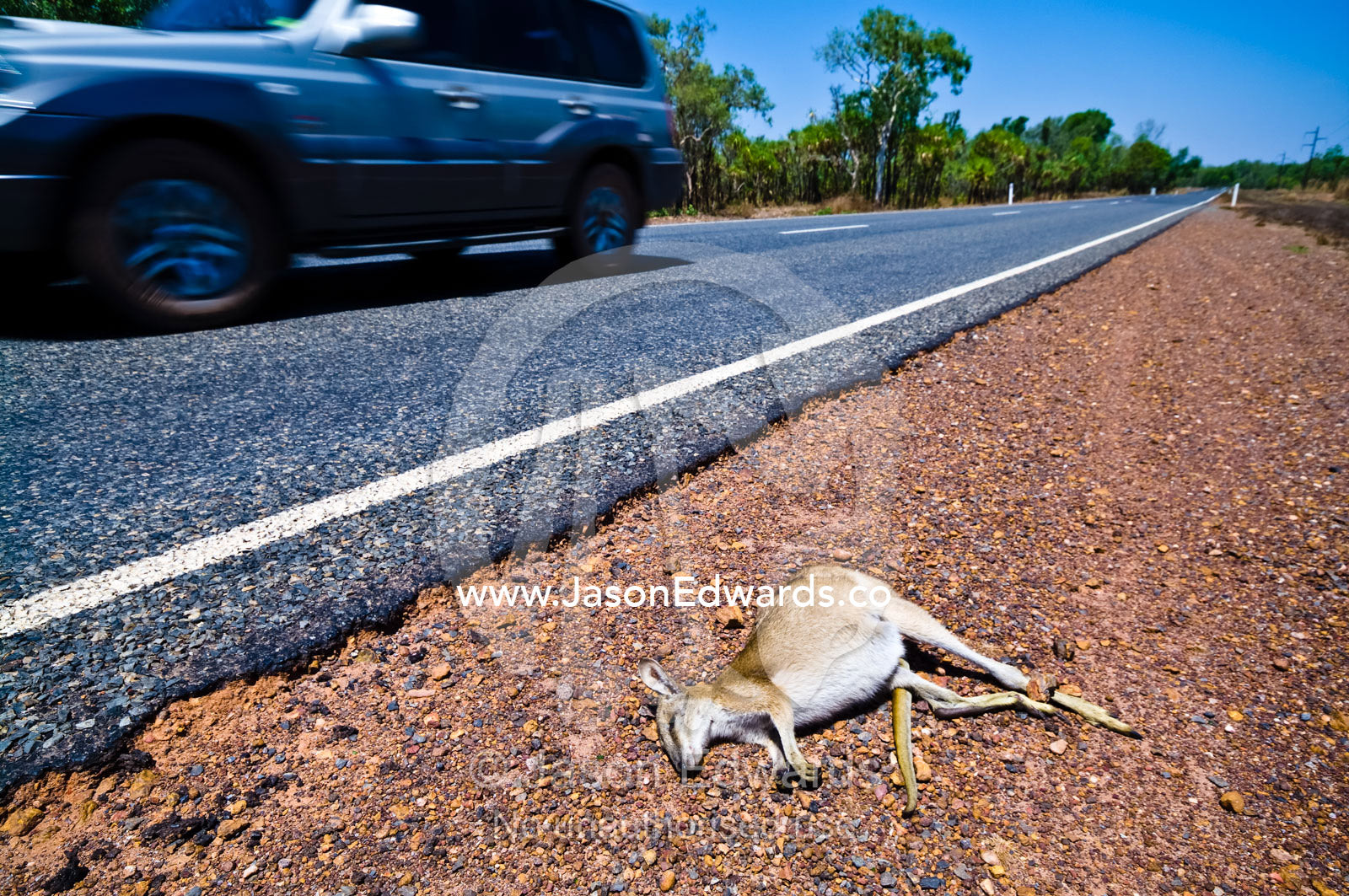 A dead Agile Wallaby killed by a car rests by the roadside and an SUV. Kakadu National Park, Northern Territory, Australia.