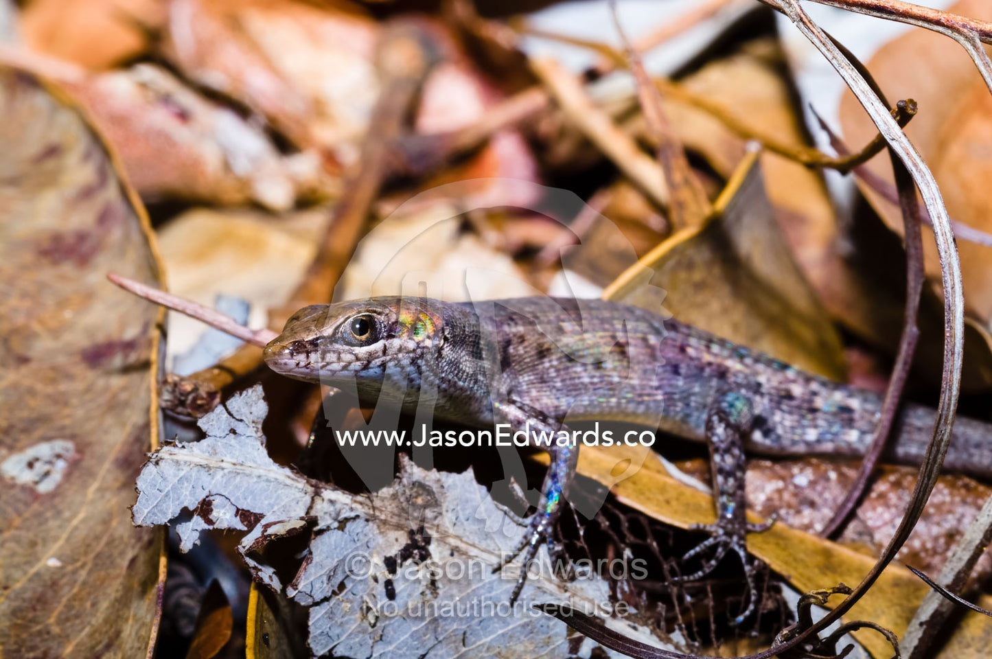 A Bauxite rainbow-skink sun basking in dry leaf litter. Nourlangie, Nawurlandja, Anbangbang Billabong, Kakadu National Park, Northern Territory, Australia.